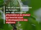 Société - 