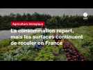VIDEO. Agriculture biologique : la consommation repart, mais les surfaces continuent de reculer en France