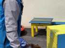 Unaï premier berger australien futur chien d'assistance, Handi'chiens en France.