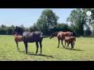 VIDEO. Déjà lauréat en 2023, ce haras normand repart à la chasse au prix de Diane en 2025
