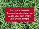 Quel avenir pour la salicorne picarde ?