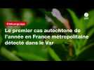 VIDEO. Chikungunya : le premier cas autochtone de l'année en France métropolitaine détecté dans le Var