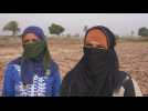 En Egypte, près de 5 millions d'ouvrières agricoles sous-payées et sans contrat