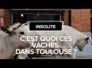 Que faisait ce boeuf en plein centre de Toulouse ?