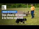 Chiens de berger à la ferme agricole à Hénin-Beaumont