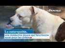 La naturopathie, c'est aussi pour les chiens