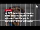 VIDEO. La SPA lance sa campagne d'été contre l'abandon des animaux, contée par le comédien Gilles Lellouche