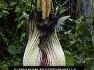 Floraison exceptionnelle de la plus grande fleur rare au monde