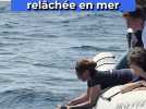 Blessée puis soignée, cette tortue a été relâchée en mer