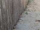 Des fourmis le long des ganivelles de Carnon