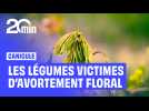Canicule : Moins de tomates... C'est quoi l'avortement floral dont souffrent les végétaux ?