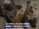 Deux ours s'échappent de leur enclos pour du miel