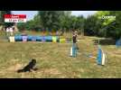 VIDÉO. Une jeune fille du Maine-et-Loire qualifiée pour les championnats du monde d'Agilty