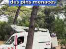 Des coccinelles pour sauver des pins menacés
