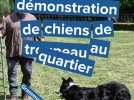 Démonstration de chiens de troupeau au quartier Grammont à Rouen