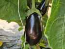Fruits et légumes de saison : zoom sur l'aubergine, avec la Cueillette de Cappy