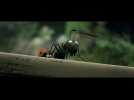 Minuscule - La Vallée des fourmis (Bande annonce)
