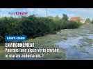 Saint-Omer : quelle est cette algue verte qui envahit le marais audomarois ?