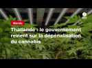 VIDEO. Thaïlande : le gouvernement revient sur la dépénalisation du cannabis