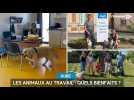 Les animaux au travail : quels bienfaits ?