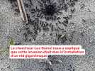 Des fourmis mordent les baigneurs sur la plage de carnon