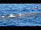 Une rencontre incroyable avec un cachalot en baie de Monaco