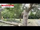 VIDÉO. Une tornade balaie une petite commune du Maine-et-Loire : des arbres en mille morceaux