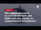 VIDEO. Des orques observées en train de fabriquer des outils avec des algues, un comportement exceptionnel