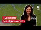 VIDÉO. Algues vertes : « Il y aurait trois morts », l'État reconnu responsable de la mort d'un homme