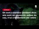 VIDEO. Un ours a survécu pendant deux ans avec un couvercle autour du cou, il lui a finalement été retiré