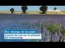Des champs de lavande à perte de vue sur le plateau de Valensole