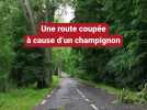 Une route départementale coupée à cause d'un champignon