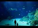 5 activités originales à faire en visitant un aquarium