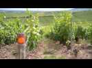 l'IA révolutionne les prestigieux vignobles champenois Moët & Chandon