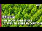 Le Parc régional de la montagne de Reims expérimente des îlots forestiers en libre évolution