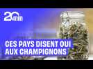 Ces pays disent OUI aux champignons