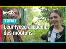 [TU SAVAIS ?] Leur lycée accueille des moutons