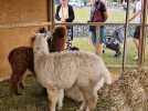 Hénin-Beaumont : des milliers de visiteurs pour la première foire agricole au parc des Îles