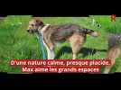 Adoptez-les ! - Ces chiens et chats attendent au refuge de Nargis : découvrez les portraits de Indie, Tchoupy, Max, Abby et Rita
