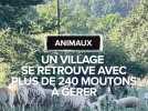 240 moutons se retrouvent seuls depuis le décès de leur propriétaire