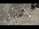 Une super-colonie de fourmis exotiques envahissantes découverte à Petit-Landau