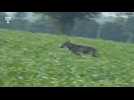 Scaër. Nouvelle apparition d'un loup, filmé au petit matin