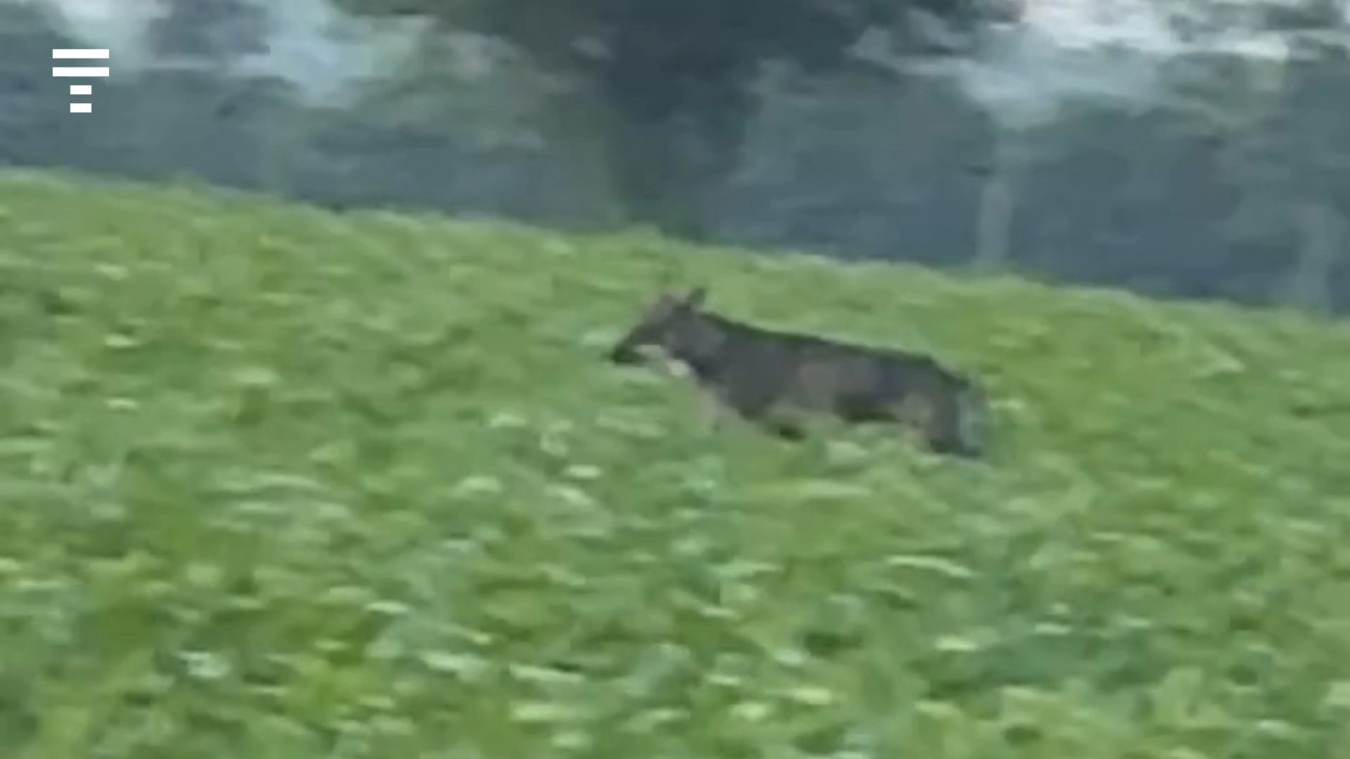 Un loup (à nouveau) filmé dans la campagne de Scaër au petit matin [Vidéo]