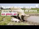 VIDÉO. Au coeur de l'un des plus grands élevages de porcs en plein air de France