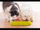 Ces astuces permettent de dénicher des aliments premium pour animaux à petit prix