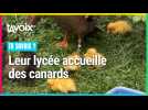 [TU SAVAIS ?] Leur lycée accueille des canards
