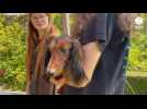 VIDÉO. « Un chien aux multiples talents » : les teckels à l'honneur près de Saint-Malo