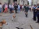 Senlis : les veneurs conspués