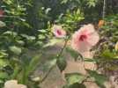 Le jardin botanique du Beau Pays à Marck