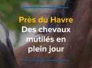 Près du Havre, des Chevaux mutilés en plein jour